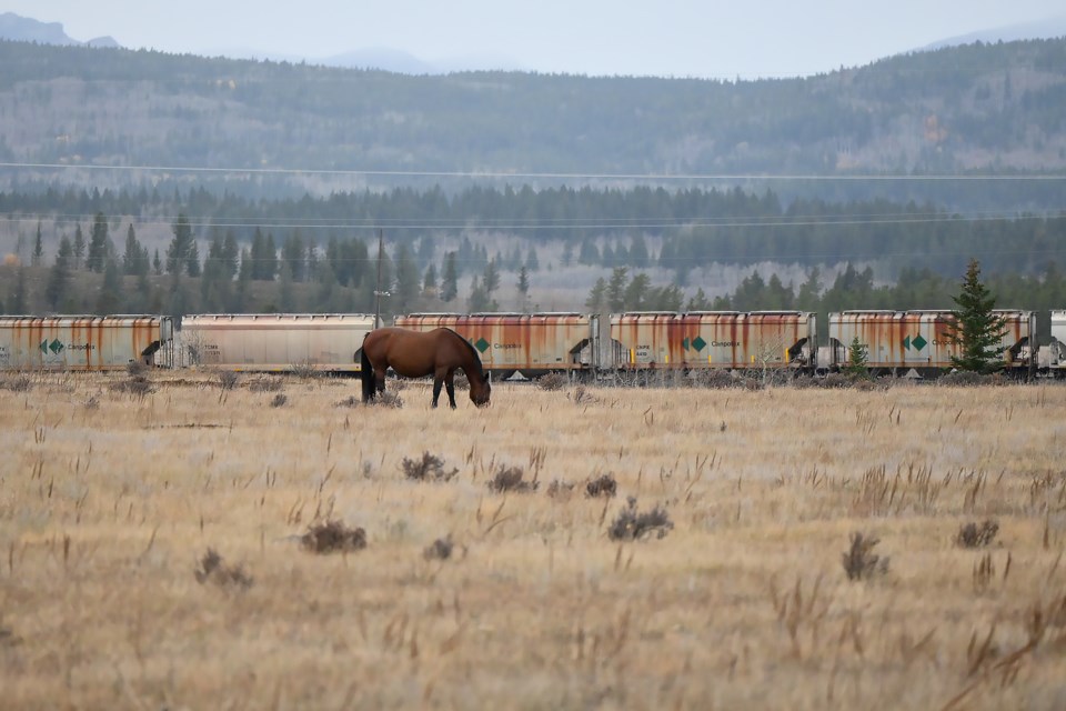 Horses graze the fields on a rainy day in Stoney Nakoda on Wednesday (Oct. 11). MATTHEW THOMPSON RMO PHOTO