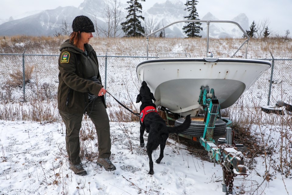 20231027-cindy-sawchuk-and-hilo-conservation-k-9-unit-jh-0002