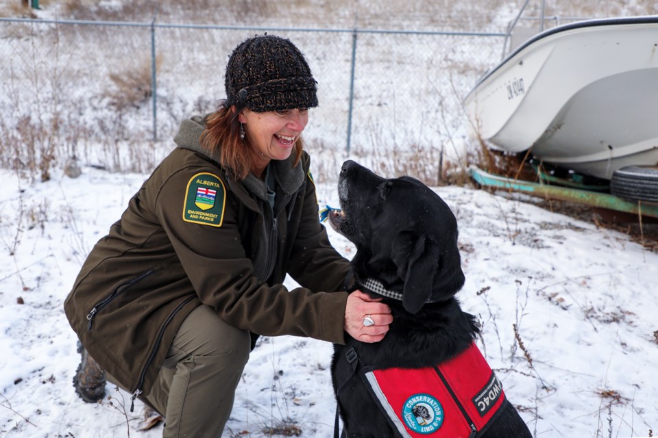 Cindy Sawchuk, Hilo's handler and the Conservation K-9 Unit lead for Alberta Environment and Protected Areas, trains with nine-year-old specialized detection dog at the Fish and Wildlife compound on Boulder Crescent in Canmore on Friday (Oct. 27).  JUNGMIN HAM RMO PHOTO