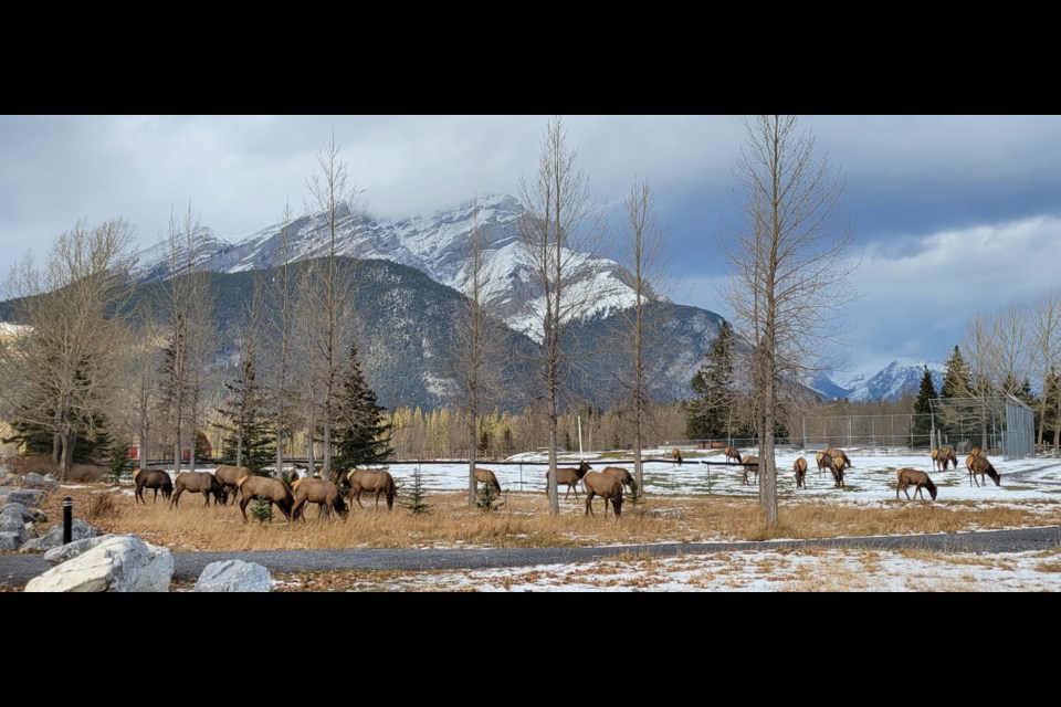 The Bow Valley elk population was counted this fall, with numbers slightly up. PARKS CANADA PHOTO
