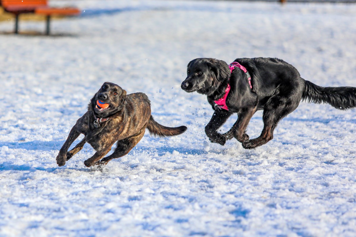 Banff investigating off-leash dog park at Marmot Crescent