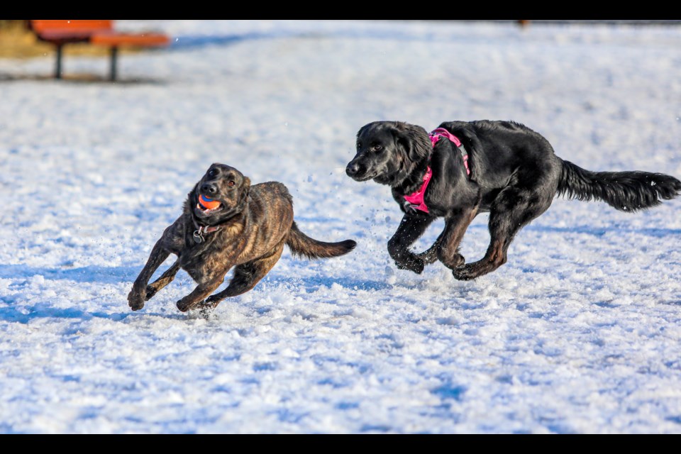 Dogs chasing each other at the Banff recreation grounds dog park. JUNGMIN HAM RMO PHOTO