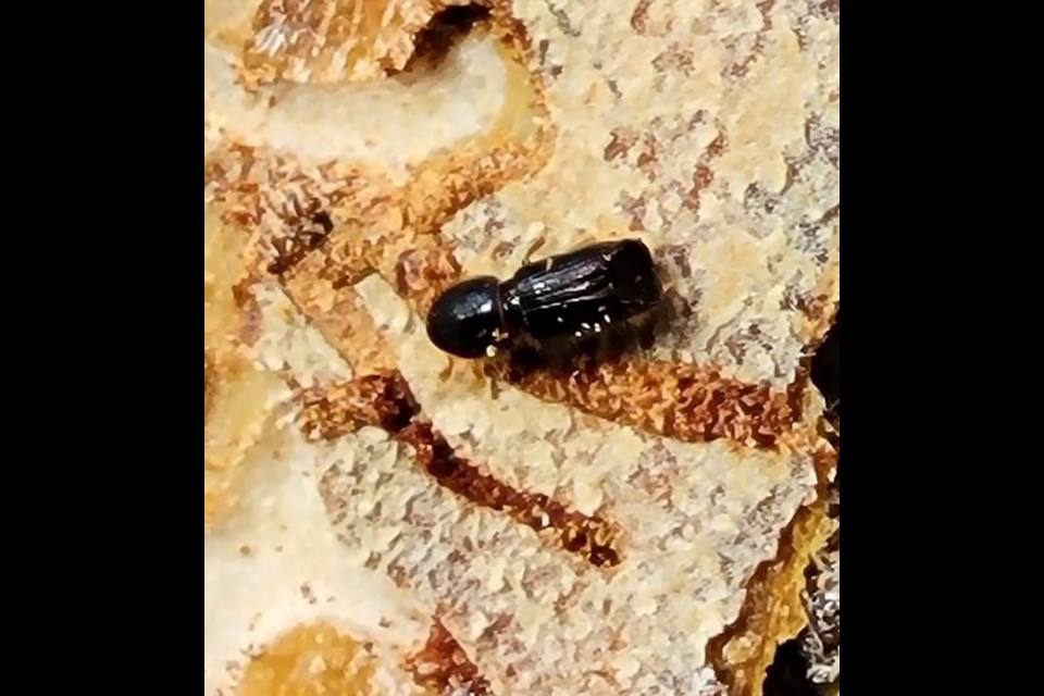 A secondary bark beetle in lodgepole pine. Secondary beetles do not attack healthy trees, only those already weakened by previous mountain pine beetle attacks. They are part of a natural post-outbreak stage in these stands.

PARKS CANADA PHOTO