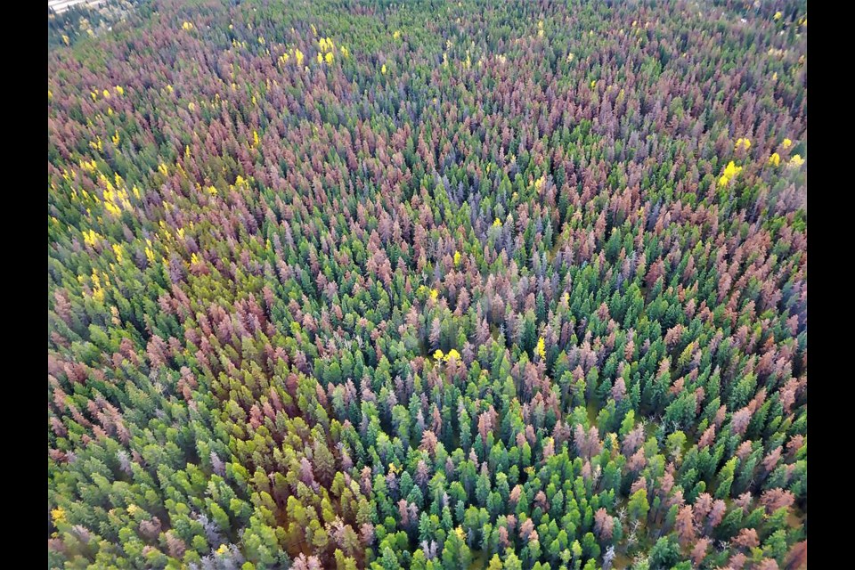 A mountain pine beetle complex in Banff. Many red trees can be seen on the landscape but the majority are old mountain pine beetle attacks from two to three years ago.

PARKS CANADA PHOTO