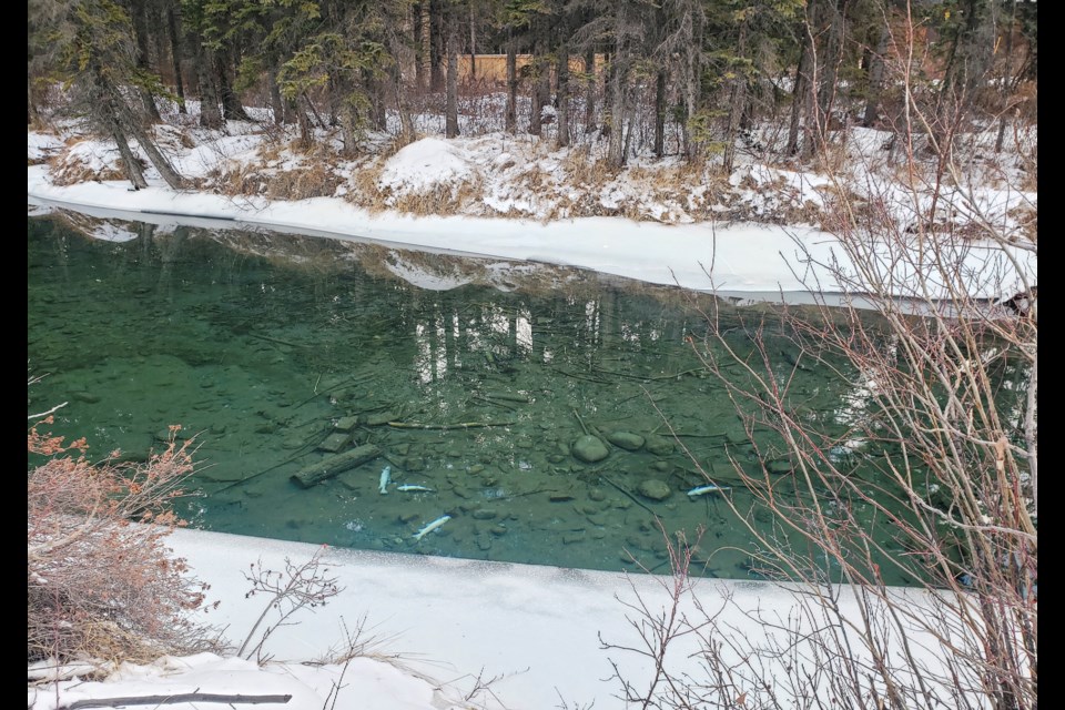 Fish are found dead at Spring Creek in Canmore on Tuesday (Jan. 23). JUNGMIN HAM RMO PHOTO