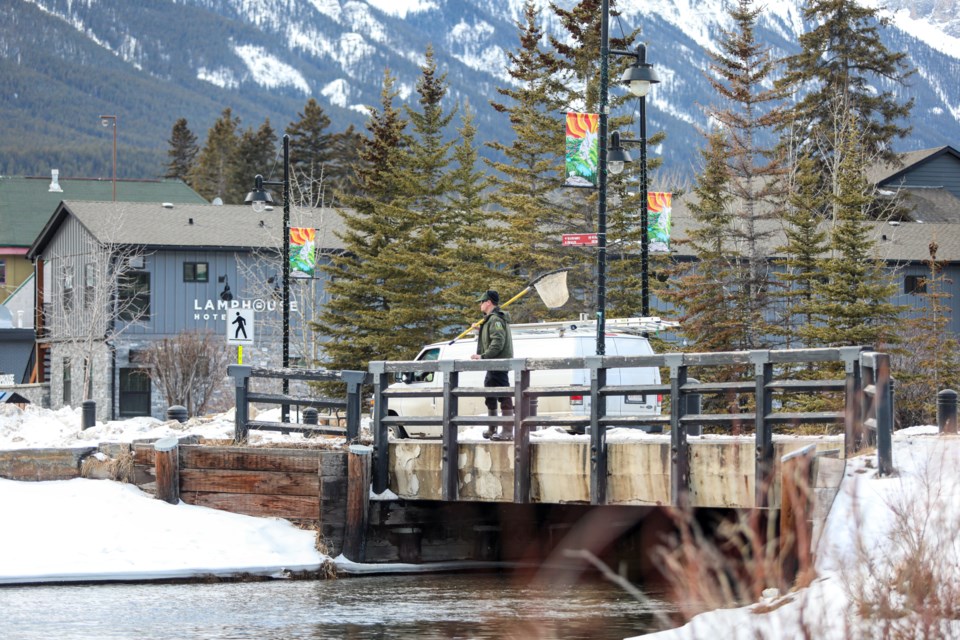 Provincial officials investigate dead fish at Spring Creek in Canmore on Tuesday (Jan. 23). JUNGMIN HAM RMO PHOTO