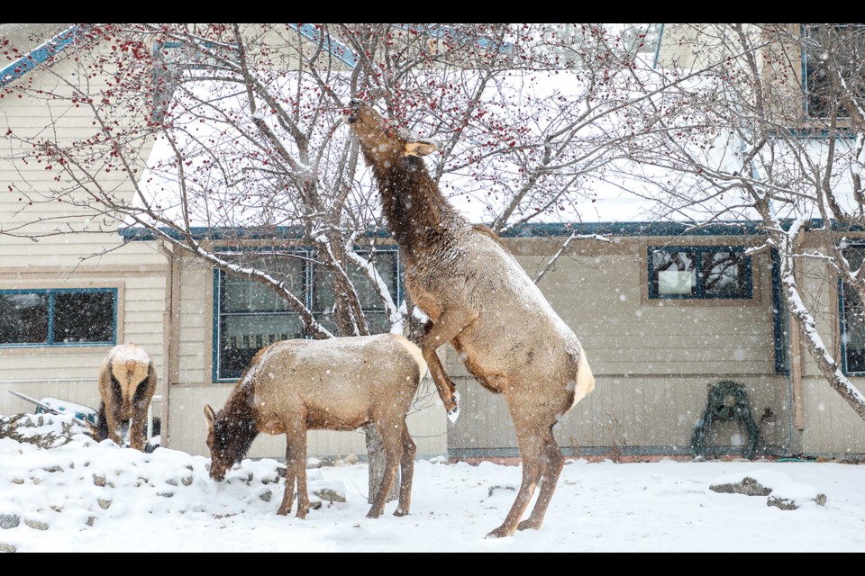 A cow elk stands on her two legs and eats fruit in the middle of a snowstorm in Canmore on Thursday (March 21). JUNGMIN HAM RMO PHOTO