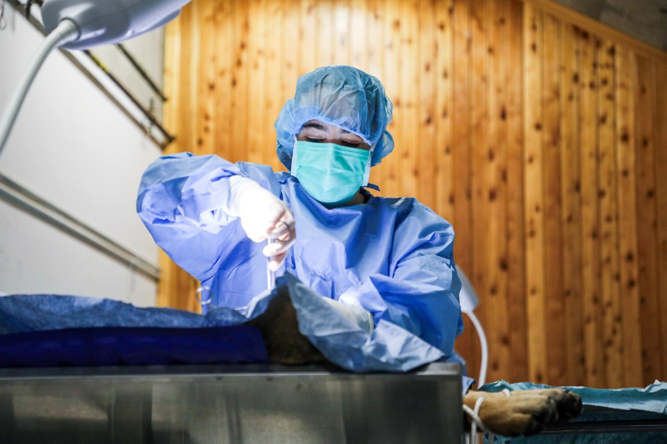 Dr. Kelsie Paris, who graduated from the University of Calgary’s faculty of veterinary medicine, performs Sam's neuter surgery at the veterinary clinic at the Chief Good Stoney Rodeo Centre in Mînî Thnî (Morley) on Tuesday (March 26). The University of Calgary Veterinary College provides preventive veterinary services for dogs and cats from March 26- 28 and April 2-4. JUNGMIN HAM RMO PHOTO