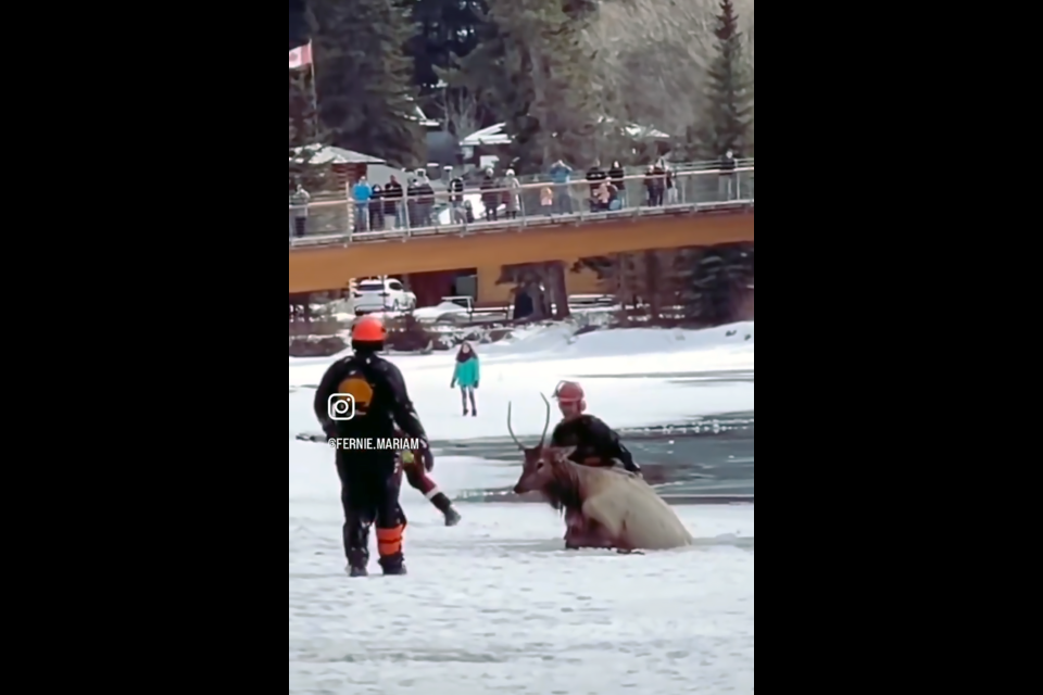 A young bull elk that fell through the ice of the Bow River is helped by Parks Canada wildlife specialists on Wednesday (March 27). SCREENSHOT