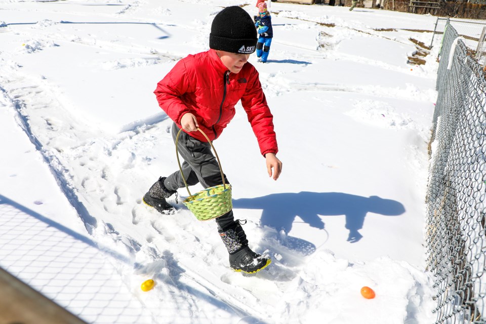 Jaxon Hendrick finds an Easter egg and runs in to pick it up during the Easter Egg Hunt event hosted by the Exshaw Community Association (ECA) at the Exshaw Community Hall in Exshaw on Saturday (March 30). JUNGMIN HAM RMO PHOTO 