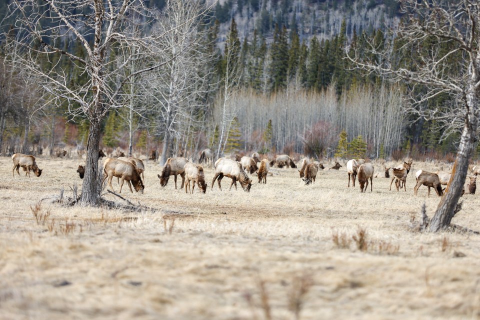 A herd of elk enjoy a sunny spring day on the plains near Sundance Road in Banff on Thursday (April 11). JUNGMIN HAM RMO PHOTO 