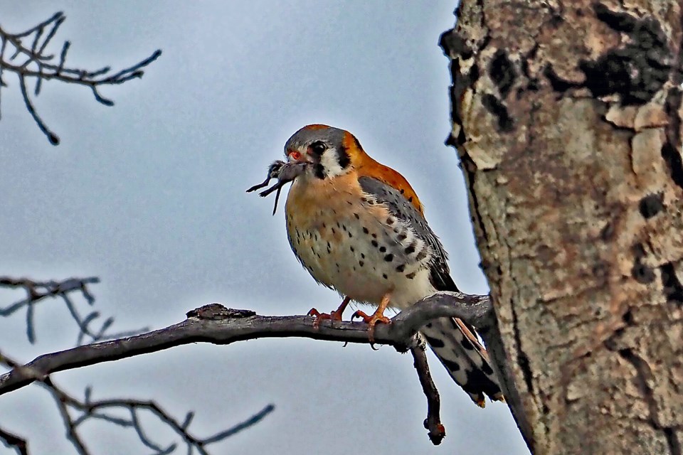 An American kestrel with a field mouse in its beak in Bow Valley Provincial Park on May 26, 2024. Photo courtesy of Cliff Hansen.