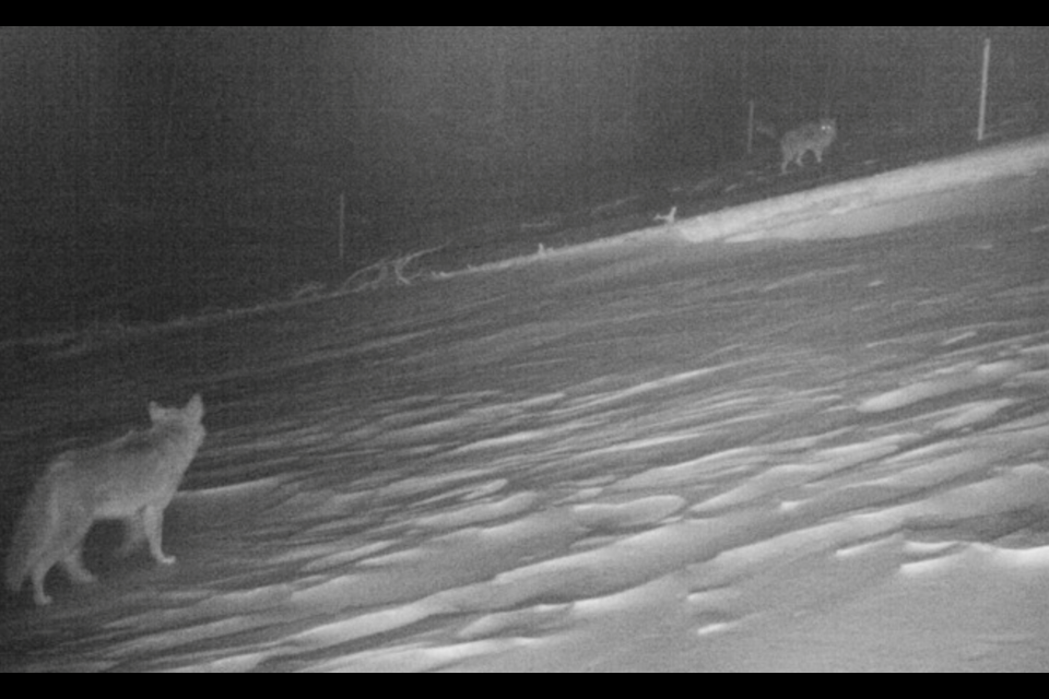 Species such as coyotes, elk, deer and cougars have begun using the Bow Valley Gap wildlife overpass on the Trans-Canada, despite its construction being behind schedule.

PHOTO COURTESY ALBERTA GOVERNMENT