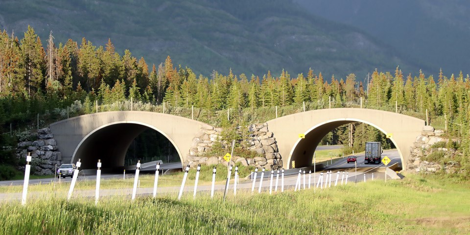 Wildlife overpass in Banff National Park 3