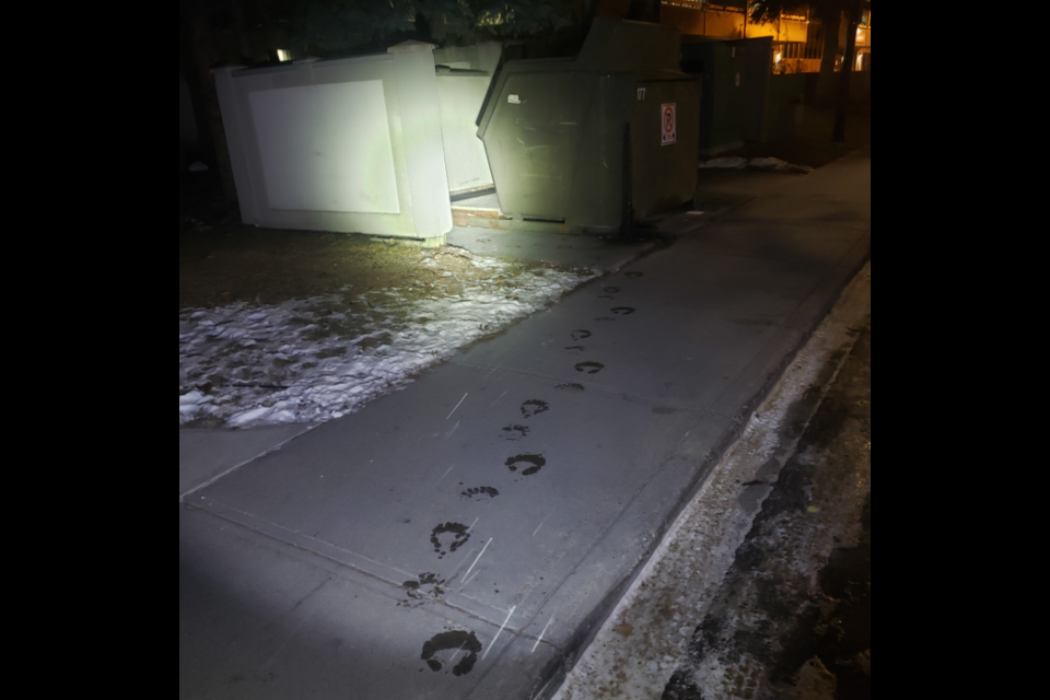 A black bear left behind footprints in Banff after it got into a grease bin on Monday (Nov. 16) at the Samesun hostel. TOWN OF BANFF PHOTO