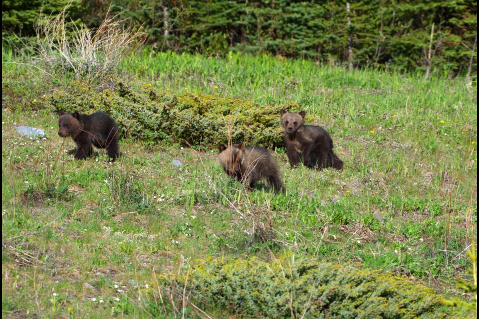 Bear 139's two newborn cubs and her adopted cub (right) on June 12.
PHOTO COURTESY OF GOVERNMENT OF ALBERTA