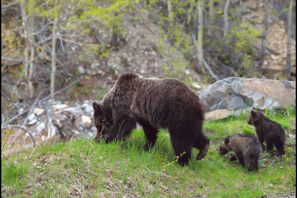 Bear 139's first appearance after emerging from the den with her own two newborn cubs. 
PHOTO COURTESY OF GOVERNMENT OF ALBERTA