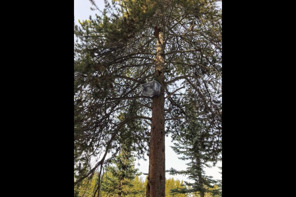 The makeshift nest put together by Parks Canada staff over the Easter long weekend for an owl egg found in an ashtray. LAKE LOUISE FIRE DEPARTMENT