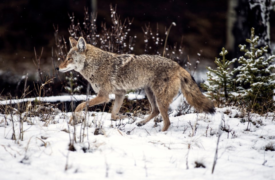 20190427 Canmore Coyote 0005