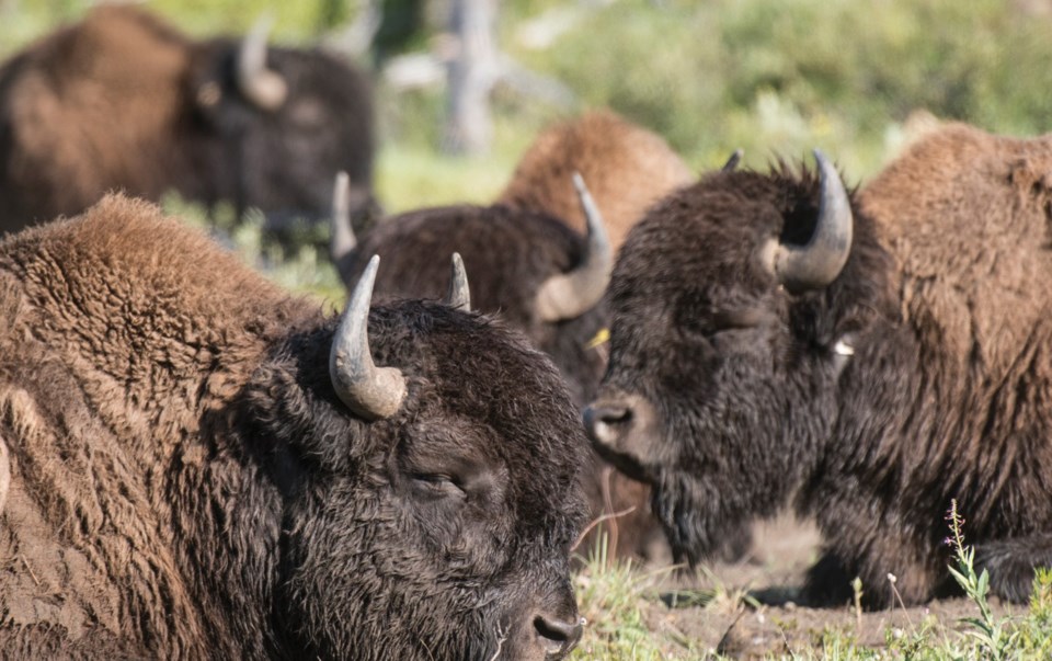 31 Bison Parks Canada