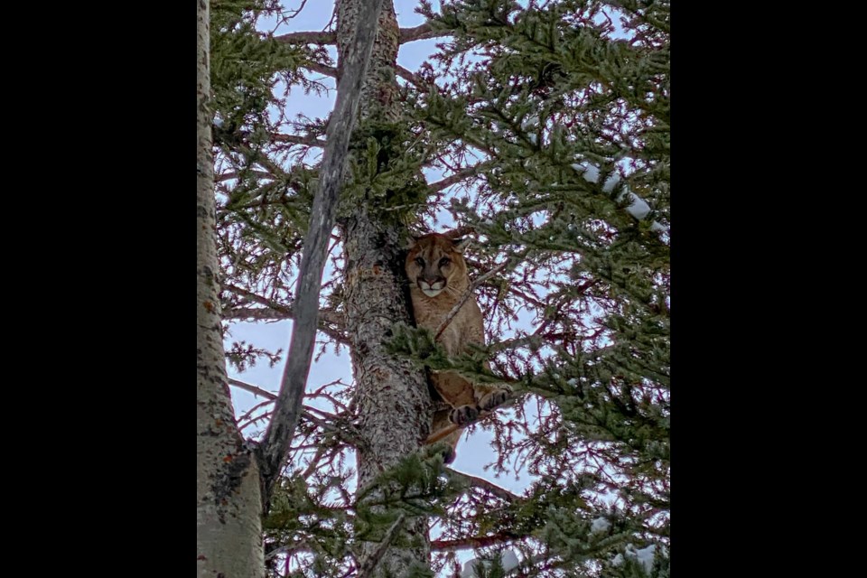 A cougar stuck in a tree at the Yamnuska Wolfdog Sanctuary on Thursday (Nov. 21).
GEORGINA DE CAIGNY SUBMITTED PHOTO