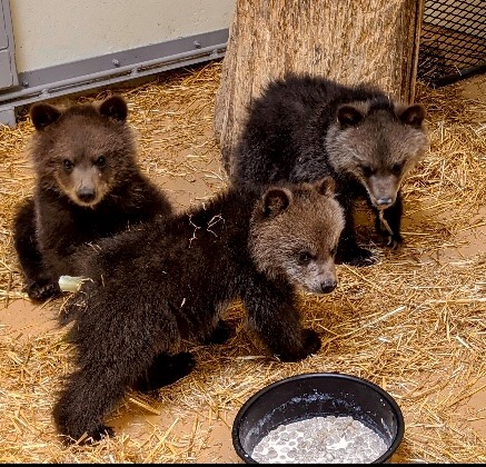 Zoo takes in orphaned brown bear cub from Alaska