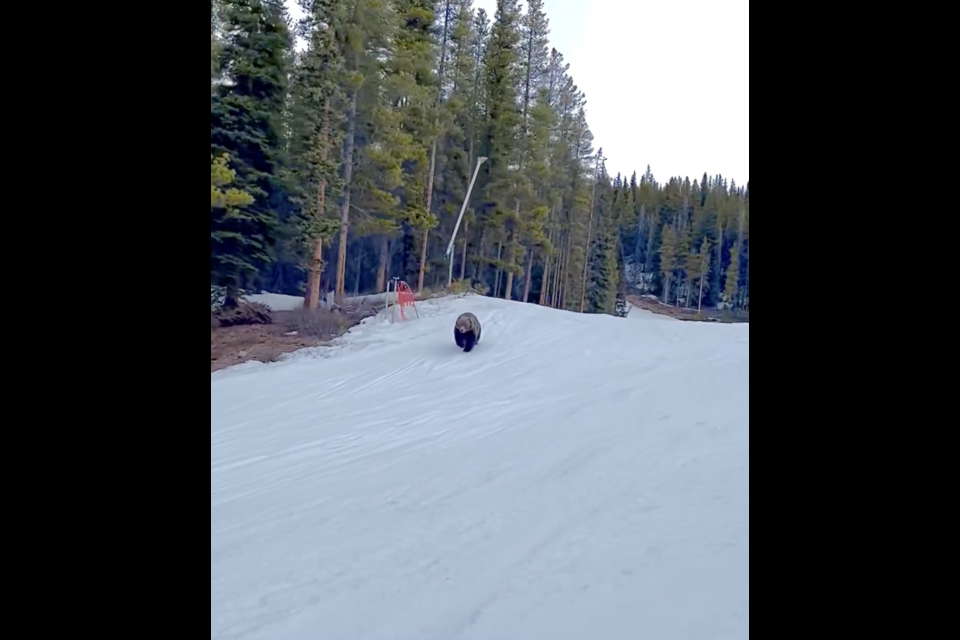 Grizzly bear at Lake Louise Ski Resort. FACEBOOK SCREENSHOT