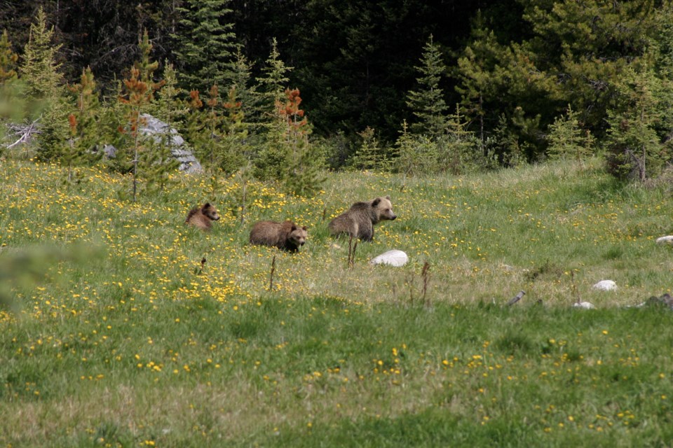 Bear 142 and her two yearling cubs in Banff National Park. Bear 143, the sister of bear 142, was struck and killed on the CP Rail tracks on Thursday (Sept. 3). Sonia Nicholl FILE PHOTO
