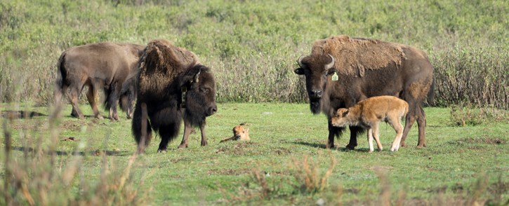 The plains bison herd in Banff National Park. PARKS CANADA PHOTO