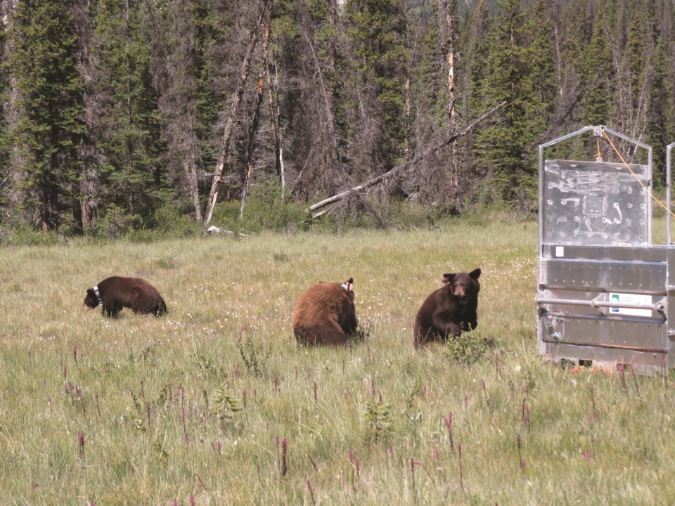 Black bear cubsParks Canada02