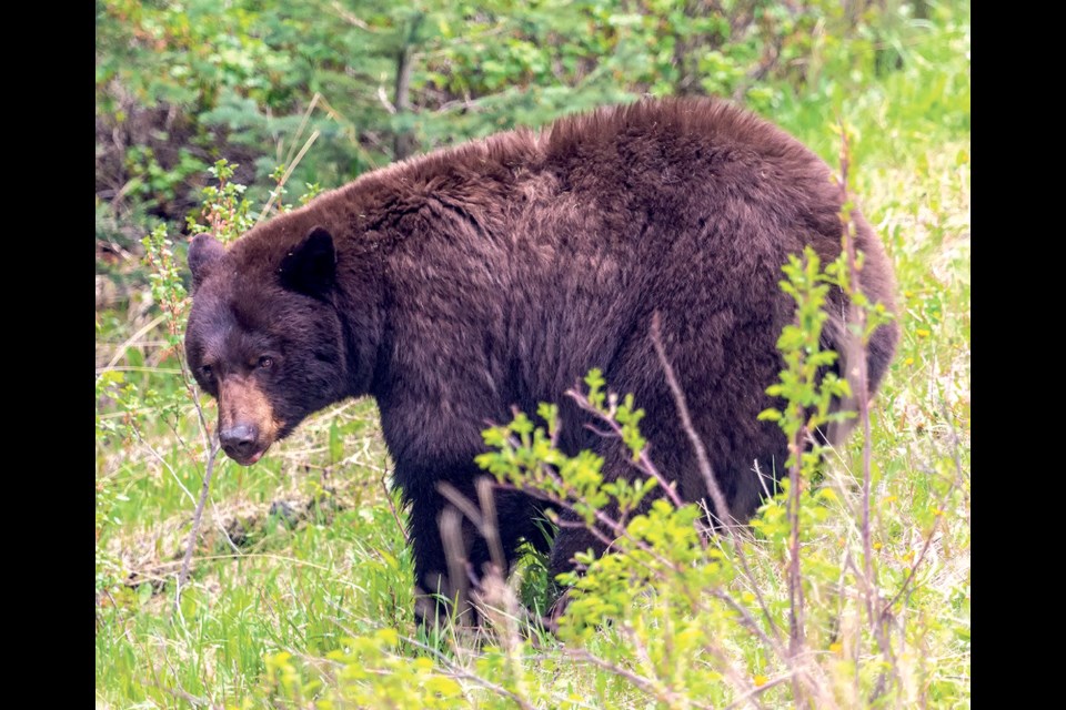 A black bear in Banff National Park. RMO FILE PHOTO