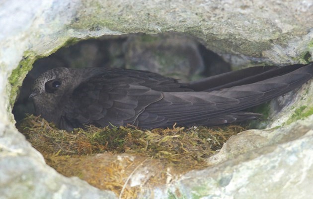 Off-trail use at Johnston Canyon is banned to protect endangered black swifts (pictured) nesting along the cliffs at one of Banff National Park’s busiest tourist attractions. The species was assessed as endangered in 2015 by the Committee on Endangered Wildlife in Canada (COSEWIC).