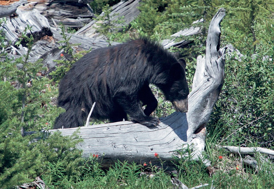black_bear7333_cd
