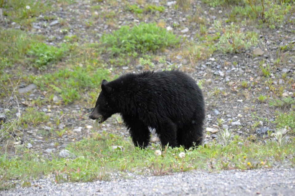 blackbearkcountry
