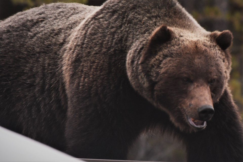 Bears like the Boss, pictured in Banff National Park on Sunday (March 22), are beginning to emerge from their dens. Wildlife officials for Alberta's provincial parks are urging the public to "leave no trace" if they head to outdoor facilities that are not being maintained due to COVID-19 closures. PAUL KALRA SUBMITTED PHOTO