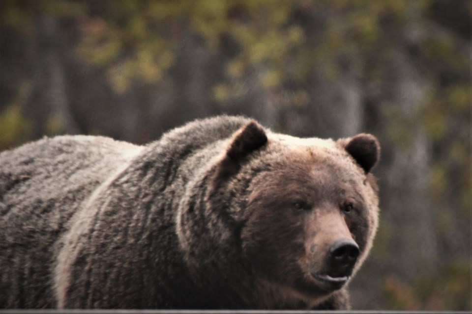 Bears like the Boss, pictured in Banff National Park on Sunday (March 22), are beginning to emerge from their dens throughout the Rocky Mountains. Wildlife officials for Alberta's provincial parks are urging the public to "leave no trace" if they head to outdoor facilities that are not being maintained due to COVID-19 closures. PAUL KALRA SUBMITTED PHOTO