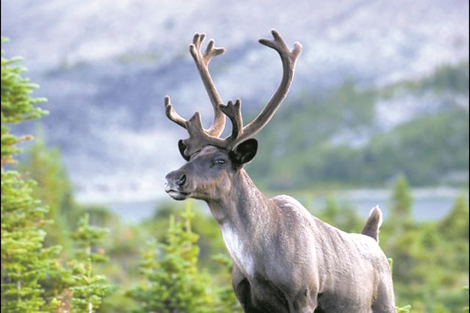 A caribou. SUBMITTED PHOTO. 