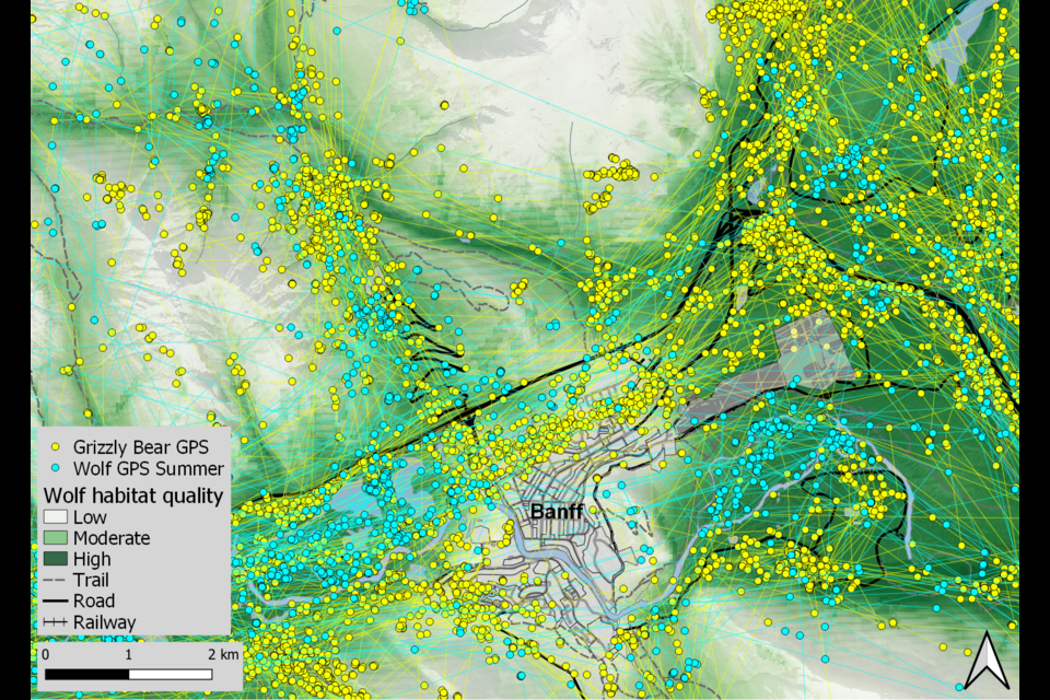 This map, which was publicly released by Parks Canada this week, shows 2000-2020 data of where GPS-collared wolf and grizzly bears travelled. PARKS CANADA MAP