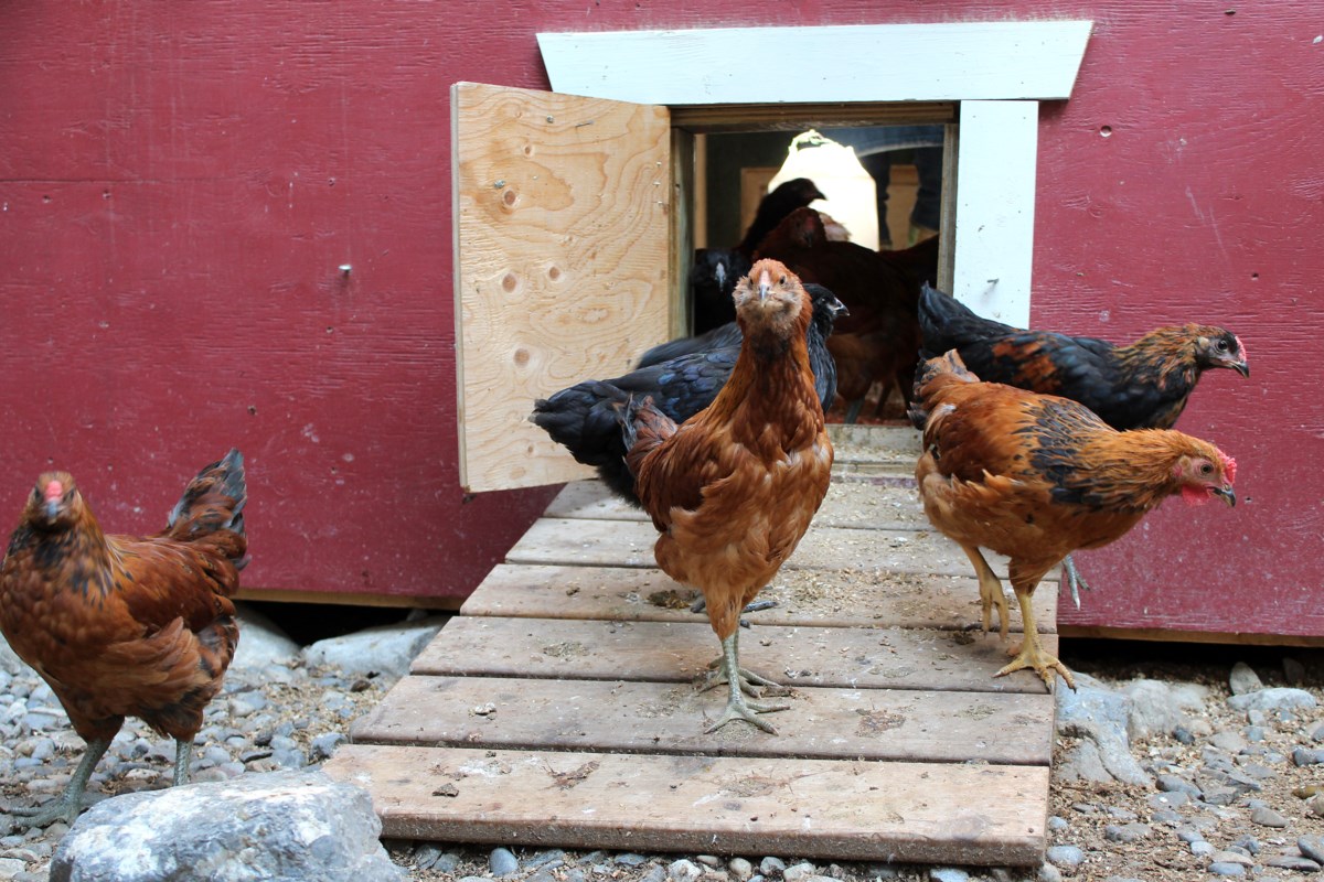 Village of Clyde passes chicken bylaw