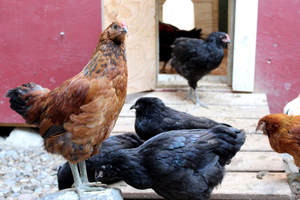 Chickens 4