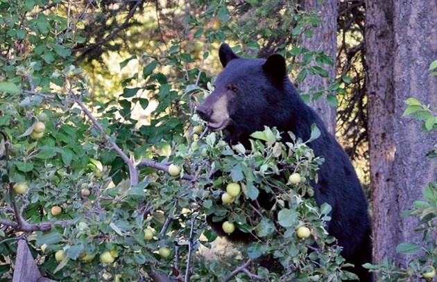 A black bear eats crabapples.
RMO file photo