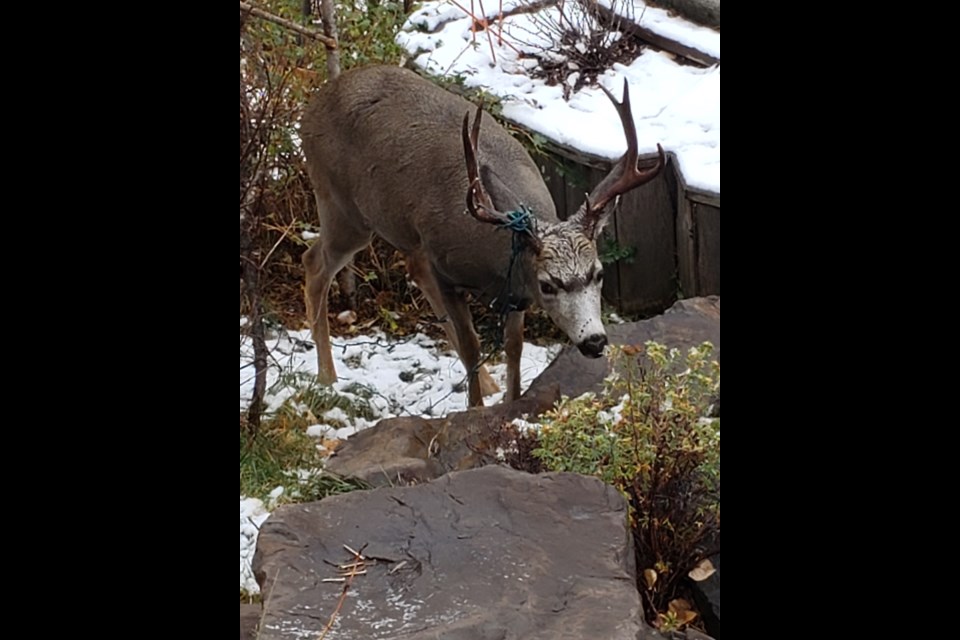 A mule deer in Banff is seen with Christmas lights wrapped around its antlers in October. PARKS CANADA PHOTO