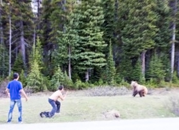 Devin Mitsuing is seen in what witnesses described as a boxing stance while taunting and acting aggressively toward a grizzly bear on June 5, 2015 along the Icefields Parkway. K. BOLIN PHOTO