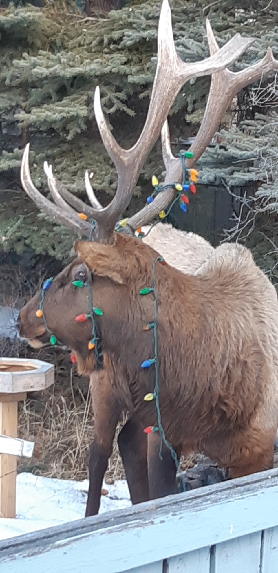 elk(1)