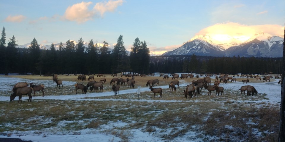 elk