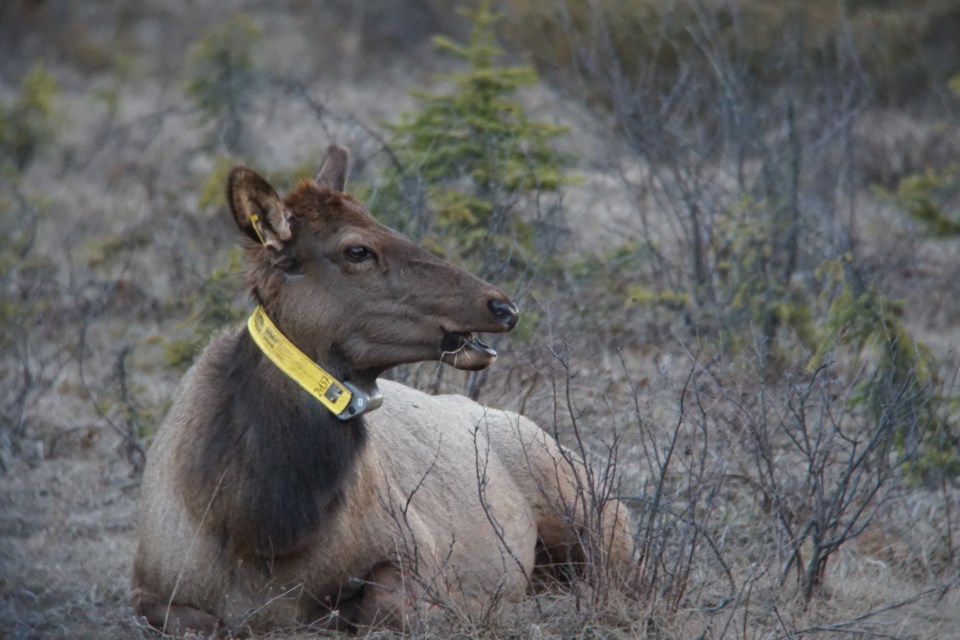 This female elk was one of 14 collared near Field to look at elk habitat, migration and Trans-Canada Highway crossings. MARIE-PIER POULIN PHOTO