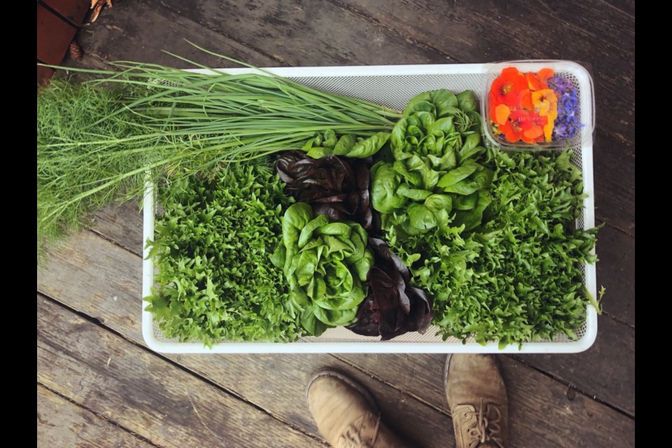 An example of what veggies can be grown in the Bow Valley. 
BROOKE WILLIAMS PHOTO