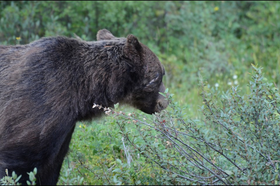 The Boss with a gash to his face. Adam Sherriff/Parks Canada photo