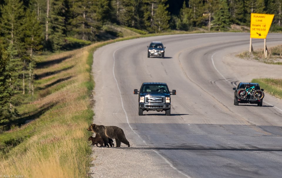 GB143andcubs_June2018_ParksCanada-AlexTaylor