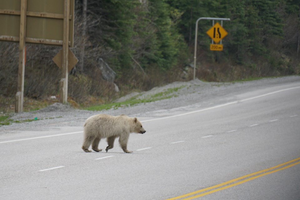 Banff's rare white grizzly. PARKS CANADA PHOTO